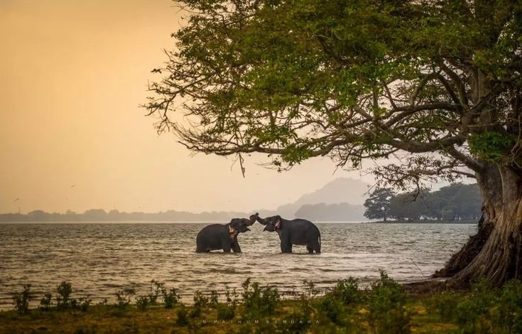 Sri Lanka